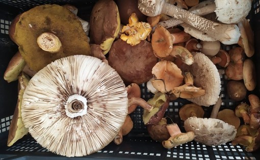 A caccia di funghi: dal 1° ottobre torna il servizio gratuito di controllo dell’ASL Città di Torino A caccia di funghi: dal 1° ottobre torna il servizio gratuito di controllo dell’ASL Città di Torino