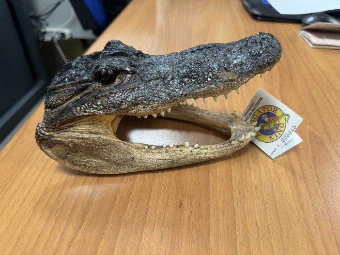 Ai controlli a Caselle spunta una testa di coccodrillo