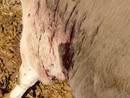 Lupi attaccano una mandria di mucche a Frossasco Lupi attaccano una mandria di mucche a Frossasco