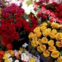 Oulx si tinge di giallo: torna la Festa del Maggiociondolo