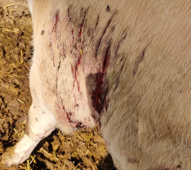 Lupi attaccano una mandria di mucche a Frossasco Lupi attaccano una mandria di mucche a Frossasco