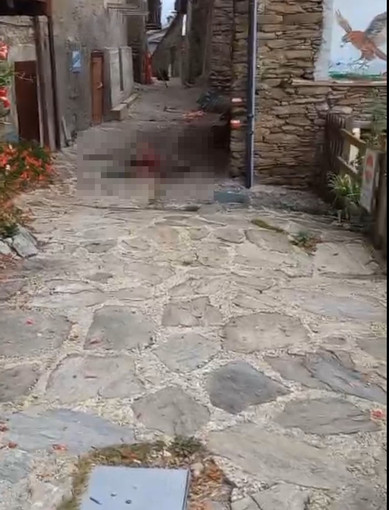 Giovane cervo sbranato in centro a Pequerel, la scia di sangue lungo la strada Giovane cervo sbranato in centro a Pequerel, la scia di sangue lungo la strada
