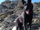 Una vita val bene una pallina: le imprese di Giselle, cane da salvataggio