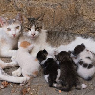 Guai a chi tocca i gatti vagabondi: Nichelino lancia una campagna di sensibilizzazione