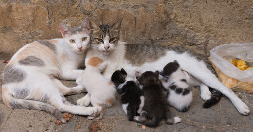 Guai a chi tocca i gatti vagabondi: Nichelino lancia una campagna di sensibilizzazione