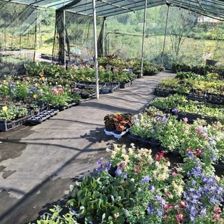 “Di Fiore in Foglia”,  Gardenesque apre le porte alla primavera