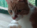Uno dei gatti della colonia Uno dei gatti della colonia