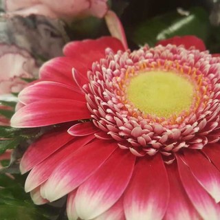 Una gerbera