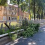 Grosso ramo crolla sulla carreggiata, sfiorata la linea del tram