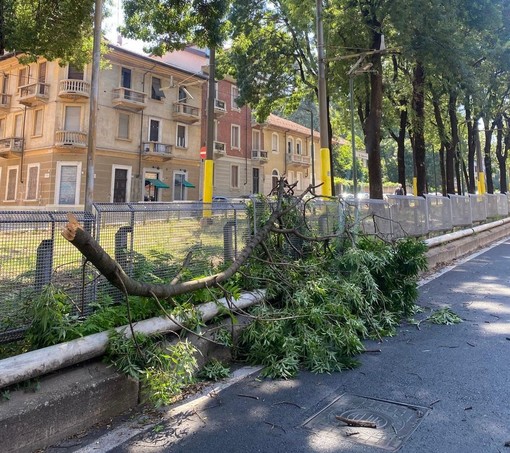 Grosso ramo crolla sulla carreggiata, sfiorata la linea del tram