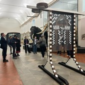 Guerriglia Spam omaggia l’elefante Fritz e fa entrare l’arte contemporanea al Museo di Scienze Naturali