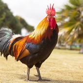 Disturbava il sonno degli abitanti di Luserna San Giovanni: la Polizia locale fa allontanare un gallo