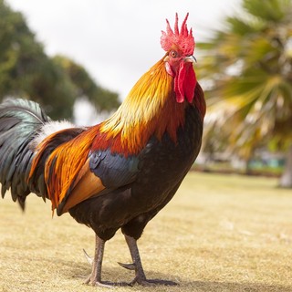 Disturbava il sonno degli abitanti di Luserna San Giovanni: la Polizia locale fa allontanare un gallo