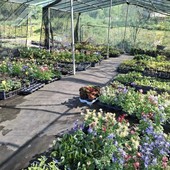 “Di Fiore in Foglia”,  Gardenesque apre le porte alla primavera