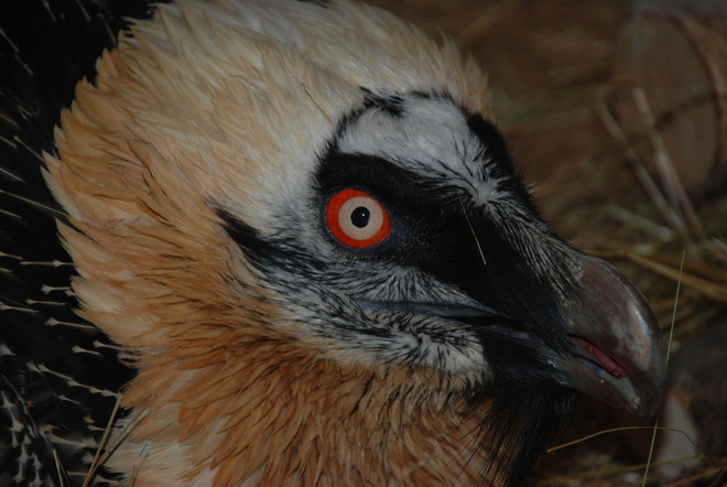 Una foto di repertorio del Gipeto