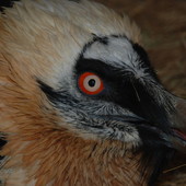 Una foto di repertorio del Gipeto