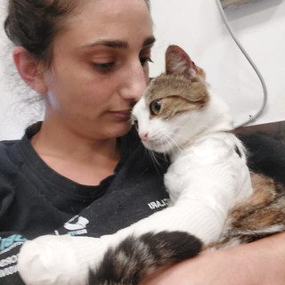 Nala, la gattina tornata a camminare