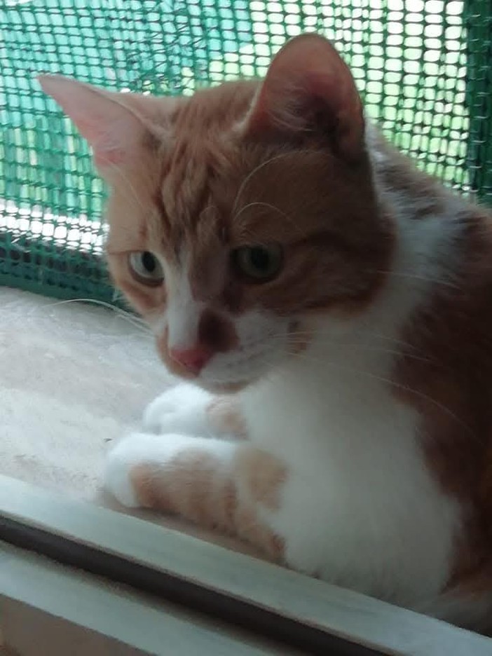 Uno dei gatti della colonia