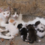Guai a chi tocca i gatti vagabondi: Nichelino lancia una campagna di sensibilizzazione