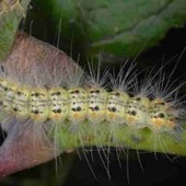 Invasione di Hyphantria cunea, la falena americana che assomiglia alla processionaria