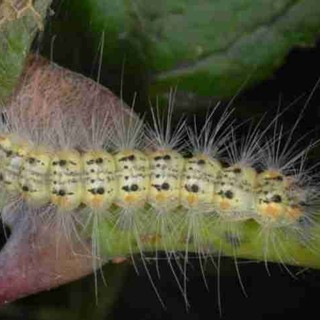 Invasione di Hyphantria cunea, la falena americana che assomiglia alla processionaria