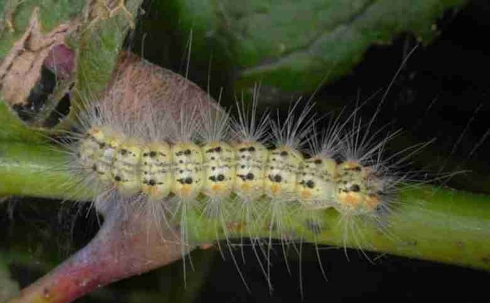 Invasione di Hyphantria cunea, la falena americana che assomiglia alla processionaria