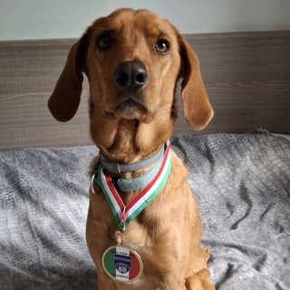 Il cagnolino Spillo