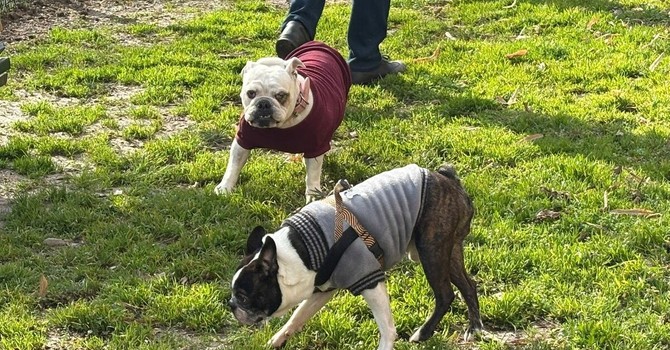 Foto d'archivio di un'area cani