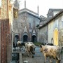 Alla Precettoria di Sant’Antonio di Ranverso , la festa del santo patrono e la benedizione degli animali