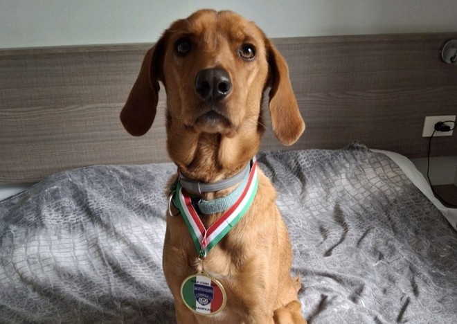 Il cagnolino Spillo