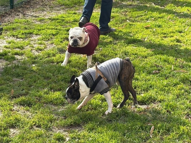 Foto d'archivio di un'area cani