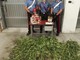 Favria, carabinieri arrivano per sedare una lite e scoprono 21 piante di marijuana