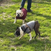 Foto d'archivio di un'area cani