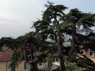 Scongiurato l'abbattimento del maestoso cedro secolare