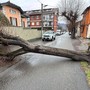 Albero cade e blocca via Cavour a Luserna San Giovanni