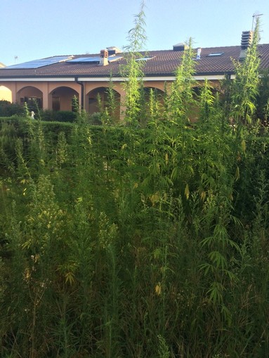 Caselle, trovato in casa con 136 piante di marijuana: agli arresti domiciliari