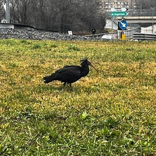L'Ibis eremita avvistato a Collegno