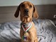 Il cagnolino Spillo