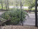 Grosso albero cade in corso Moncalieri, attimi di panico