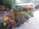 Il Borgo si colora di autunno, Peyron: &quot;Il giardino medievale esempio di floricoltura sostenibile&quot;