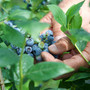Dalla terra al consumatore: la filiera corta di Joinfruit Dalla terra al consumatore: la filiera corta di Joinfruit