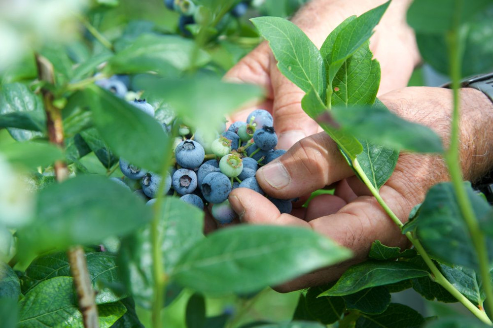 Dalla terra al consumatore: la filiera corta di Joinfruit Dalla terra al consumatore: la filiera corta di Joinfruit