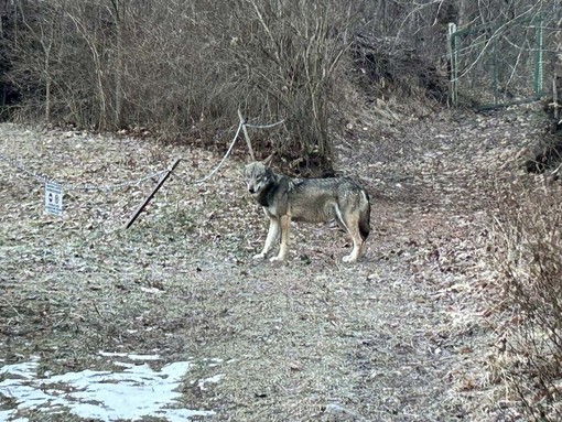 Il lupo immortalato a Oulx Il lupo immortalato a Oulx