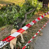 Il ramo caduto Il ramo caduto