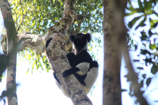 Contare i lemuri attraverso il loro canto, la svolta nel monitoraggio dell'indri in Madagascar Contare i lemuri attraverso il loro canto, la svolta nel monitoraggio dell'indri in Madagascar