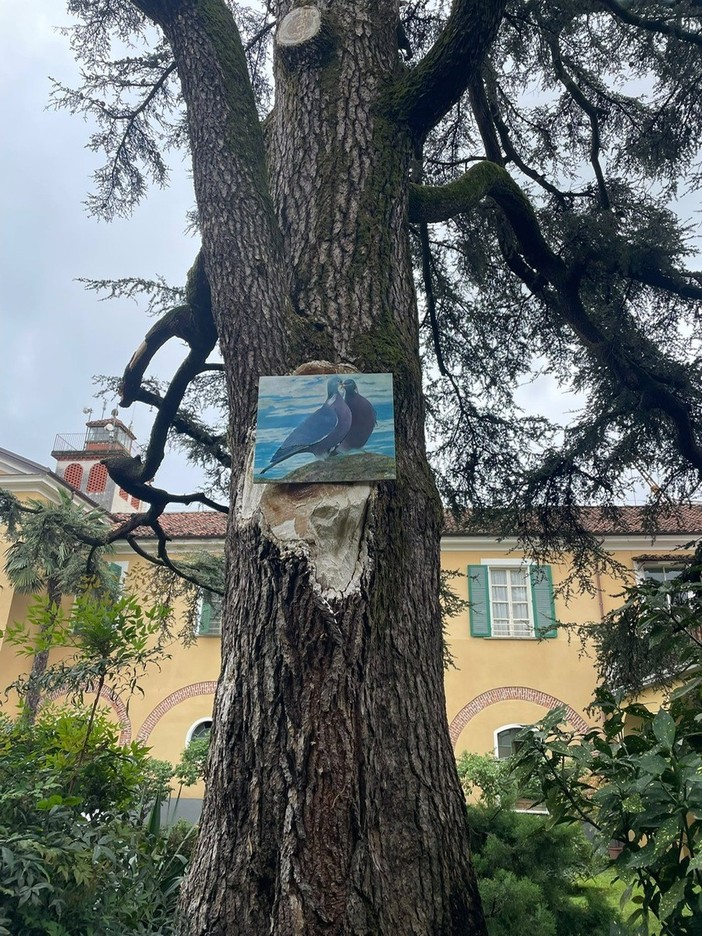 Scongiurato l'abbattimento del maestoso cedro secolare