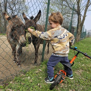 Api, pony, formaggi e laboratori per bambini: Cascina Falchera in festa per la primavera [FOTO]