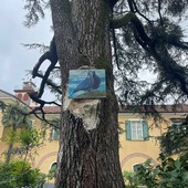 Scongiurato l'abbattimento del maestoso cedro secolare Scongiurato l'abbattimento del maestoso cedro secolare