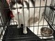 Il gattino Lino