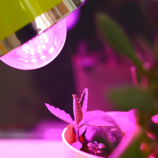 Lampade per piante indoor: guida per la scelta consapevole